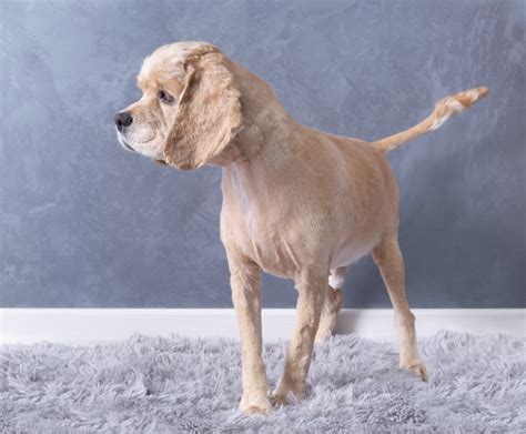 The Cocker Spaniel Haircut: A Guide to Grooming & Styling [With Photos ...