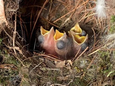 Carolina Wren Nestlings stock image. Image of wrens - 188683177