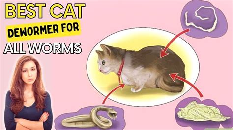 Best Cat Dewormer For All Worms - Eliminates All Parasites Within 1 Week - YouTube