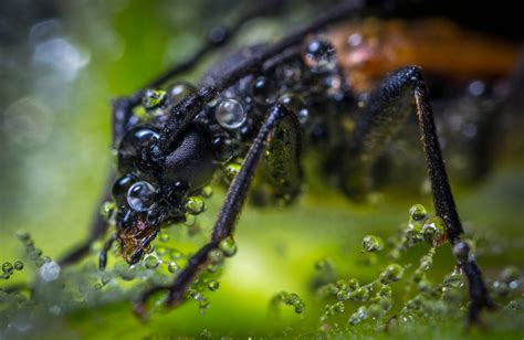 Free photo: Macro Photography of Brown Beetle With Dew Drops - Arachnid ...