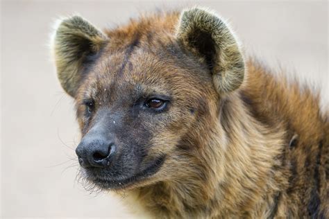 Portrait of a spotted hyena | Nothing really special, but I … | Flickr