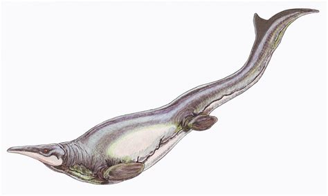 Plotosaurus bennisoni [IMAGE] | EurekAlert! Science News Releases