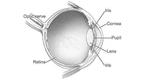 Eyeball Optic Nerve