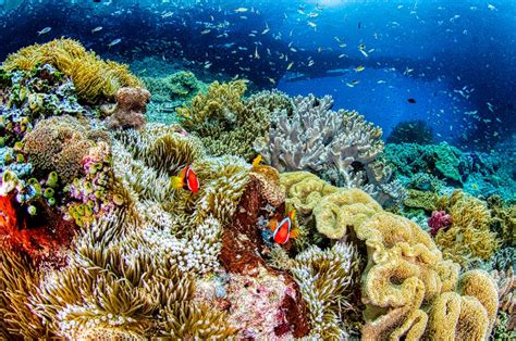 Starfish Underwater · Free Stock Photo