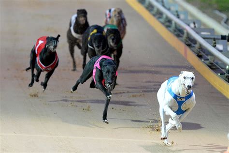 Victorian greyhound racing set for an exciting season | GRV