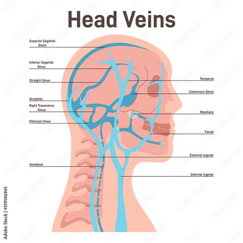 Head veins. Circulatory system, the main veins and arteries of the head ...