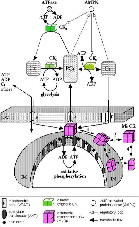 creasup.ch - Multiple Functions of Creatine Kinase for Cellular Energetics: a Scientific ...