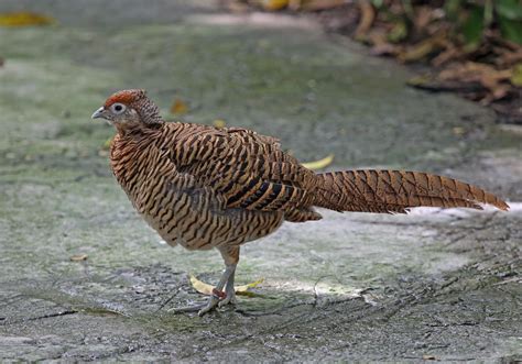 Pictures and information on Lady Amherst's Pheasant