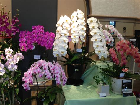 Orchids grown in a flower shop at the hotel. Osaka Japan, At The Hotel, Orchids, Growing, Trip ...