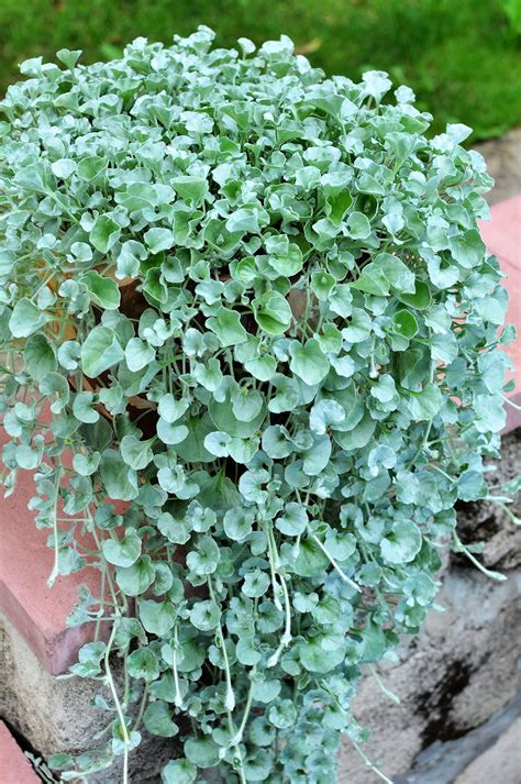 Dichondra Repens Grass Seeds to Grow -Carpet Vine Seeds - Ground Cover ...