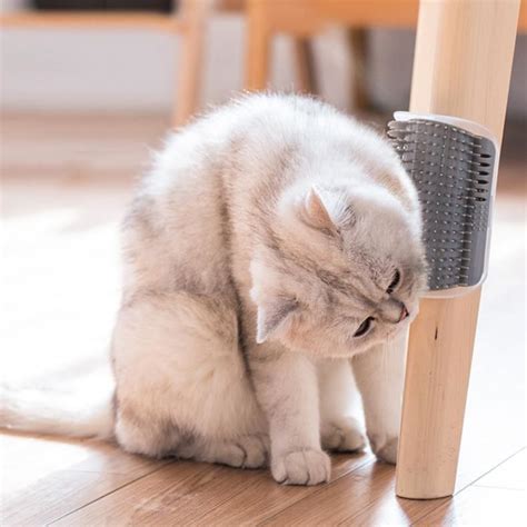 Cat Self Groomer Brush | Cat groomer, Cat brushing, Cats