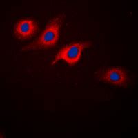 Anti-GLP-1 Receptor Antibody-Primary Antibody-Cohesion Biosciences