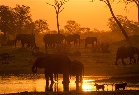 A pond at sunset in Hwange National Park, Zimbabwe : r/wildlifephotography