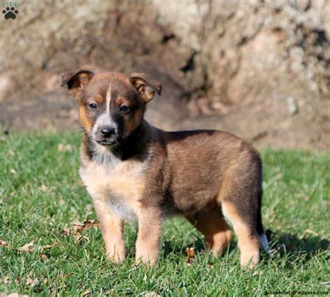 M&M - Sheltie Mix Puppy For Sale in Pennsylvania