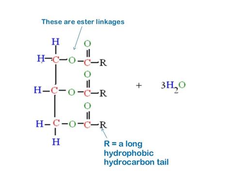 3. lipids