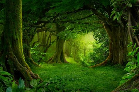 Page 2 | Fairy Forest Images - Free Download on Freepik