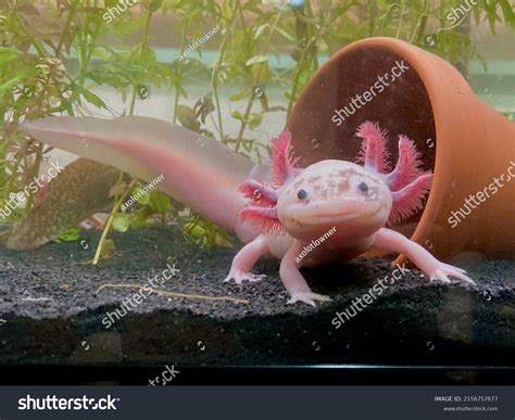 Compartilhar 86+ imagem axolotl rosa - br.thptnganamst.edu.vn