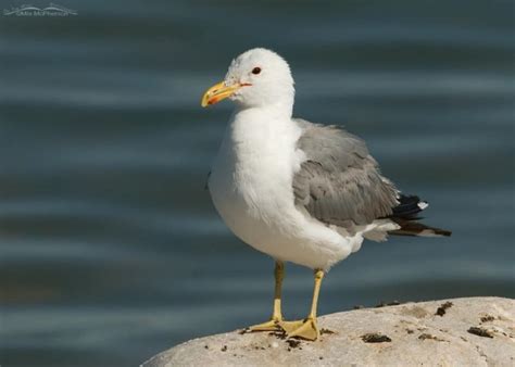 California Gull with nesting material | Focusing on Wildlife