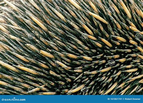 Echidna spines closeup stock image. Image of spines - 161061741