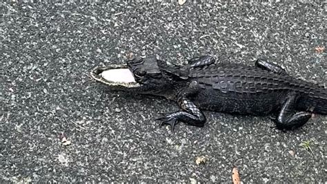 Half-mouthed alligator finds new home at Gatorland | Fox News