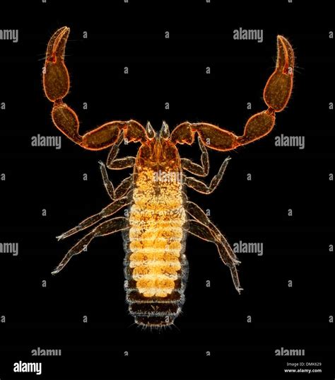 Arachnid venom claws pseudoscorpion darkfield photomicrograph hi-res stock photography and ...