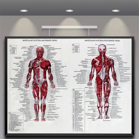 60cm*80cm Muscle System Posters Silk Cloth Anatomy Chart Human Body ...