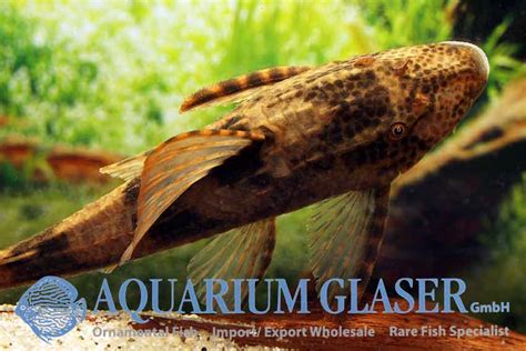 Hypostomus ancistroides - Aquarium Glaser GmbH