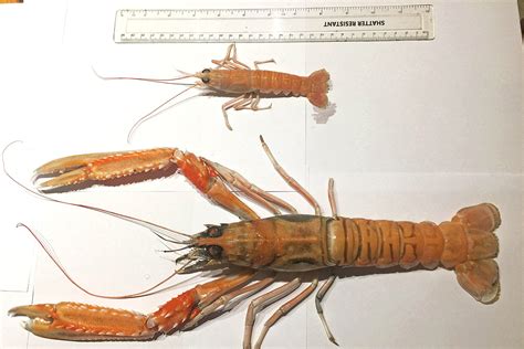 Giant prawn caught off the northwest coast | Fishing News