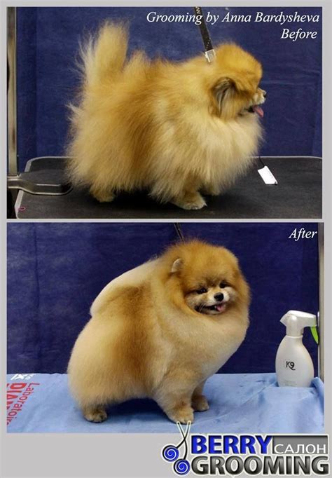 Beautifully groomed Pomeranian | Dog grooming, Pomeranian dog, Dog groomers