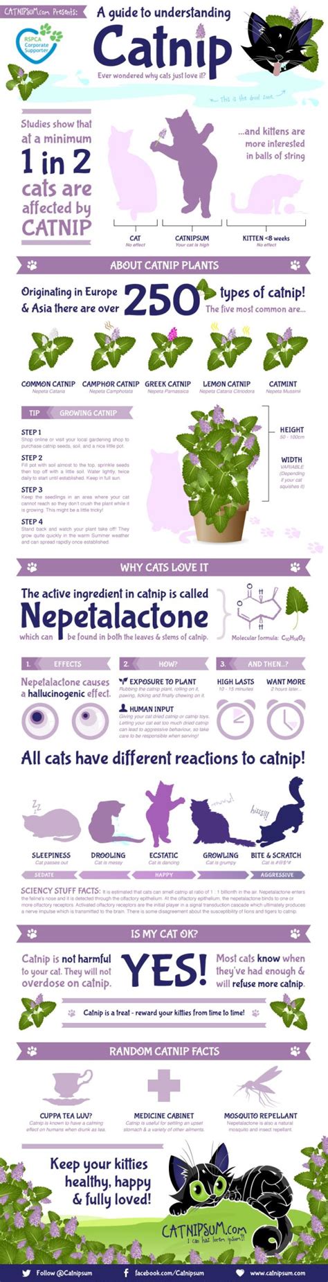 How does catnip effect Cats? (Infographic)