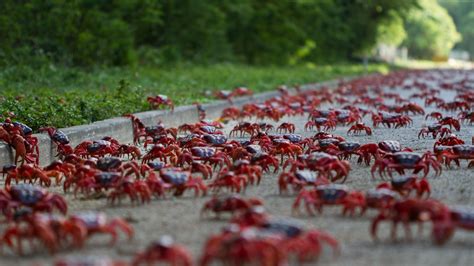 වැදගත් යමක් - ශ්‍රී ලංකා රතු කකුළුවා/ Sri Lanka red crab (Ceylonthelphusa sanguinea) | Page 3 ...