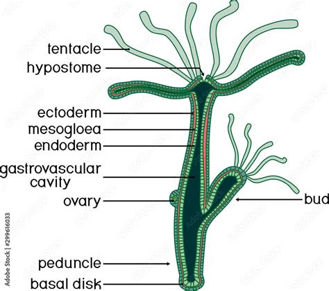 Structure of Hydra. Cross-section of Hydra Polyp. Educational material ...