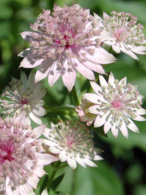 Astrantia Roma | Bluestone Perennials