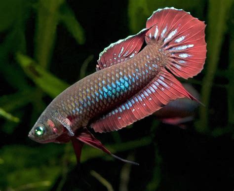 Betta coccina – Scarlet Betta — Seriously Fish