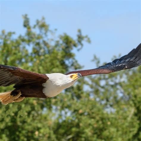 African Fish Eagle Facts - Bwindi Forest National Park