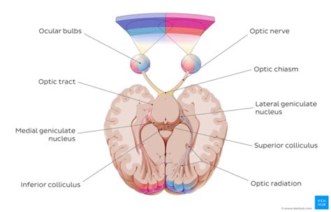 Optic Nerve - Physiopedia