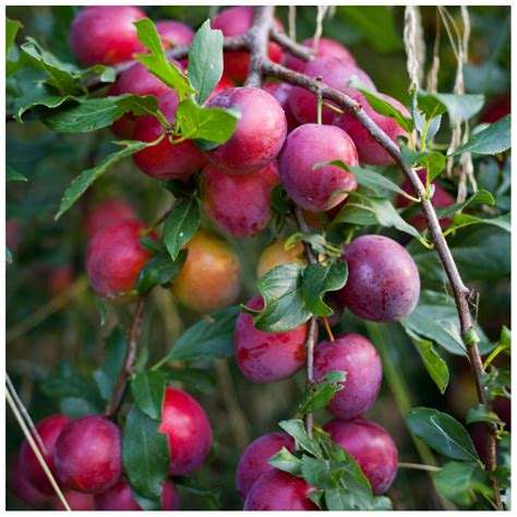 Dwarf Patio Miniature Victoria Plum Tree, In a 6L Pot, Self-Fertile | eBay