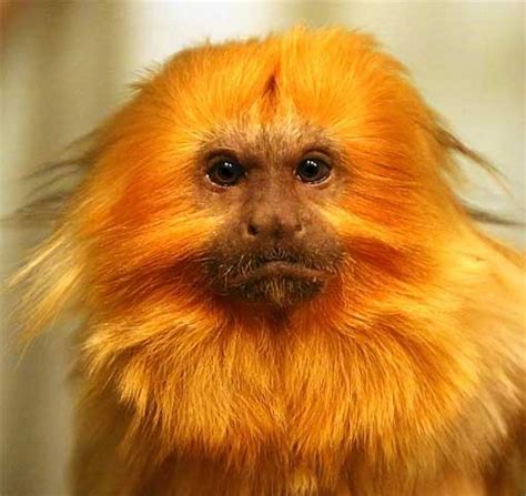 Golden Lion Tamarin - The Lion Monkey | Animal Pictures and Facts | FactZoo.com