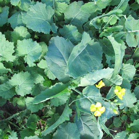 » Performance of Winter Canola Varieties : Out Croppings: Important crop news from the field ...