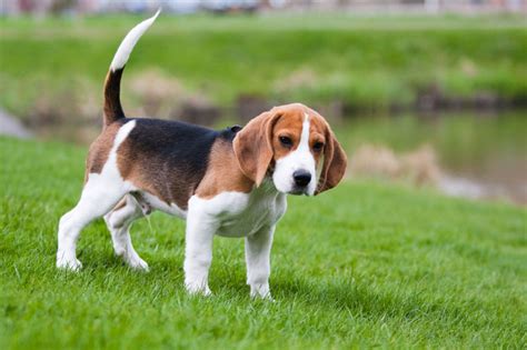 Beagle Dog Breed | Dog Training Nation