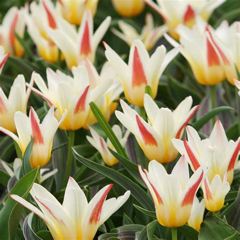 Best Perennial Tulips | 20+ Perennial Tulip Varieties | Bulb Blog