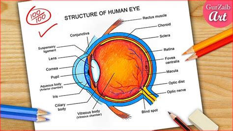 How to draw Labeled Human Eye diagram drawing / Colorful Eye Diagram ...