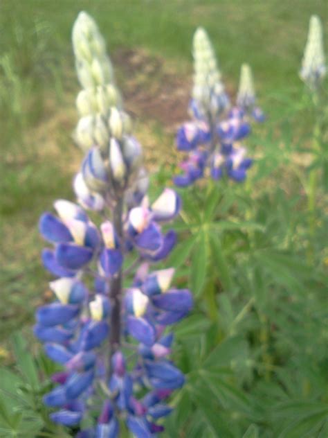 Love the Lupin | Alaska, Arctic tundra, Flowers