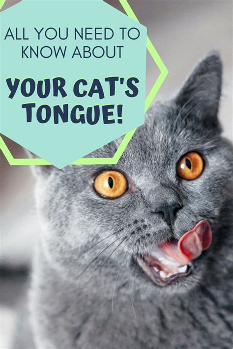 Discover the Fascinating Anatomy of a Cat's Tongue