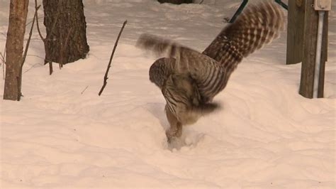 Barred Owl Attack - YouTube