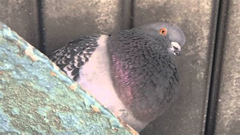 A pigeon cooing at Avenue I - YouTube