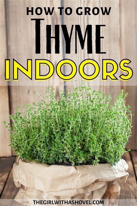 The 3 Keys to Indoor Thyme Plant Care | Growing herbs indoors, Thyme ...