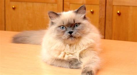 5 Things to Know About Himalayans | Himalayan cat, Cat breeds, Himalayan kitten