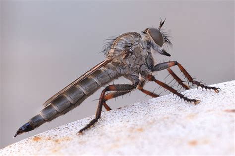 luther vandross: Jerusalem Cricket Bite