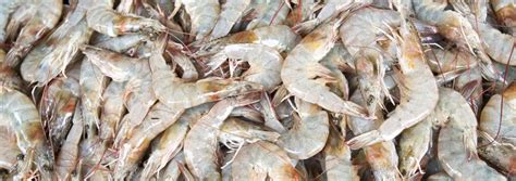 Cooling & Storing Methods for Shrimp and Shellfish